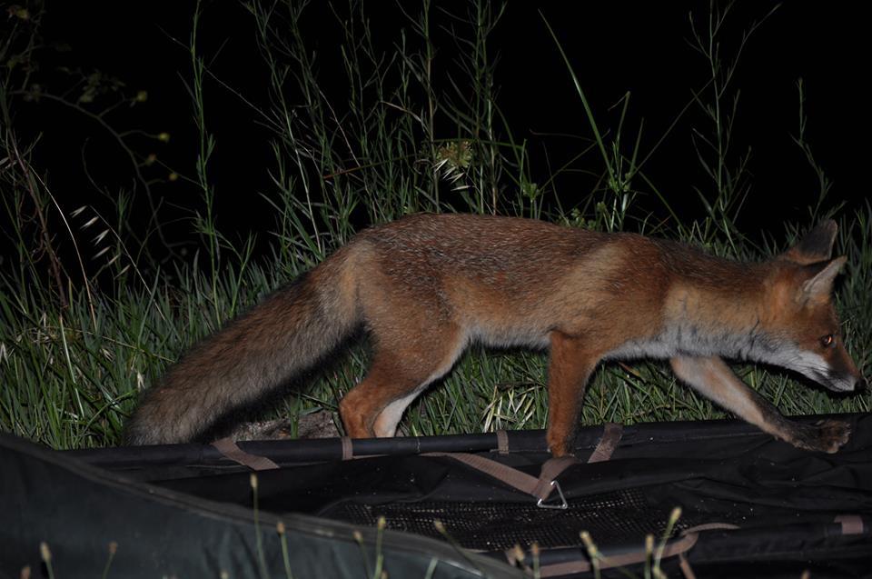 carp - 599293102021430298822091178758184n.jpg